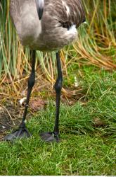 Gray Flamingo